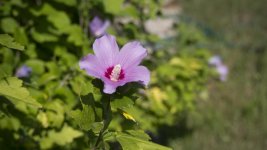 flower2.jpg