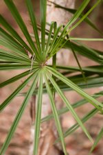 leaf-contrast.jpg leaf-contrast.jpg