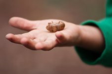 cicada2.jpg cicada2.jpg