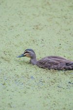 duckalgae.jpg duckalgae.jpg