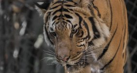 P1020525Tiger1.jpg P1020525Tiger1.jpg