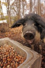 pig-acorn.jpg pig-acorn.jpg