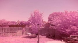 pink lens image.jpg pink lens image.jpg