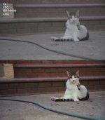 a7s Cat Test.jpg a7s Cat Test.jpg