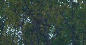 XAVCB1.142.1.jpg