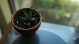 plant_1.43.2.jpg plant_1.43.2.jpg
