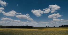 canole field screenshot.jpg canole field screenshot.jpg