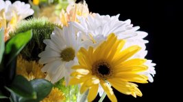Flower_1.8.1.jpg