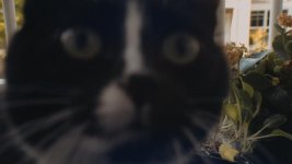 cat_Angenieux.jpg