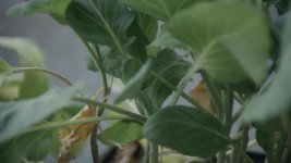 Plant_Angenieux.jpg