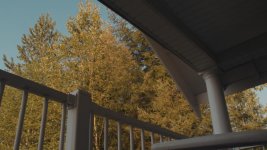 SkyTrees_Angenieux.jpg