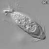 gutprotozoa_1.jpg