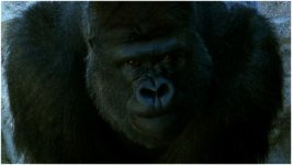 GorillaFaceCUS.jpg