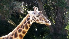 GiraffeS.jpg