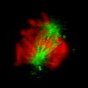 pop3d.gif
