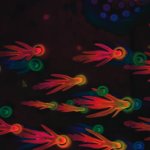 Fluo_96_img_b_sg.jpg