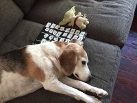 dorothyclapperyoda.jpg