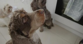 sam and dog pic 3.jpg