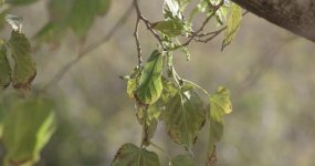 Backyard Tree 4K grab.jpg