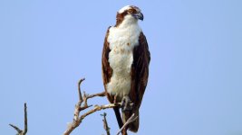 s_Osprey_Jensen.jpg s_Osprey_Jensen.jpg