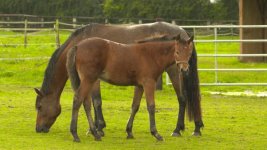 fs7 horse.jpg fs7 horse.jpg