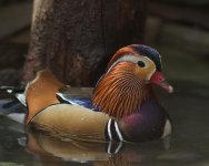 woodduck.jpg