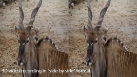 Antelope-3D.jpg