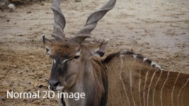 Antelope-2D.jpg