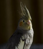 Clyde portrait_1591.jpg Clyde portrait_1591.jpg