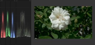 Lemming Flower.jpg Lemming Flower.jpg