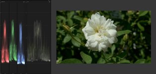 Vlog Flower.jpg Vlog Flower.jpg