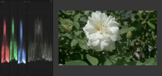 No lut shad lift copy.jpg No lut shad lift copy.jpg