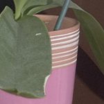 detail_saturation_leeming.jpg detail_saturation_leeming.jpg