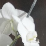 detail_highlights_leeming.jpg detail_highlights_leeming.jpg