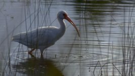 Bird4.jpg Bird4.jpg