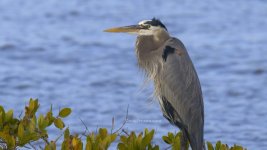Bird3.jpg Bird3.jpg