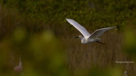 Bird1.jpg Bird1.jpg