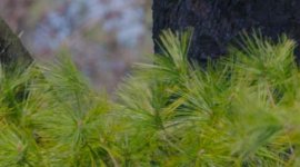 Prores 200 pct crop.jpg Prores 200 pct crop.jpg