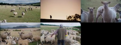sheep1500.jpg sheep1500.jpg