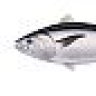 TunaFish