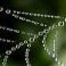 Websta