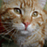 Pizzacat