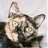 MisterCat