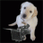 Sirius_Doggy
